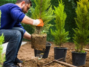 Planting Service in Anna Maria by 941 Tree Services LLC