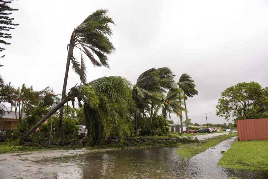 Emergency tree removal by 941 Tree Services LLC