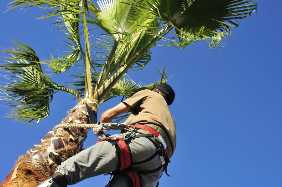 Tree pruning and trimming by 941 Tree Services LLC