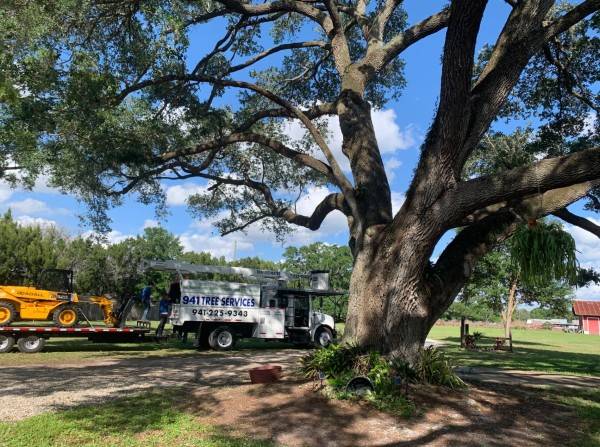 Tree Services in Sarasota, Fl (1)