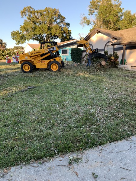 Tree Removal in Bradenton, FL (1)