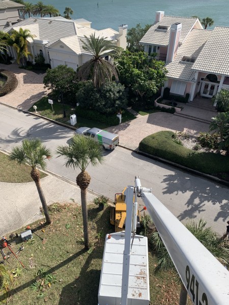 Tree Services in Sarasota, FL (1)