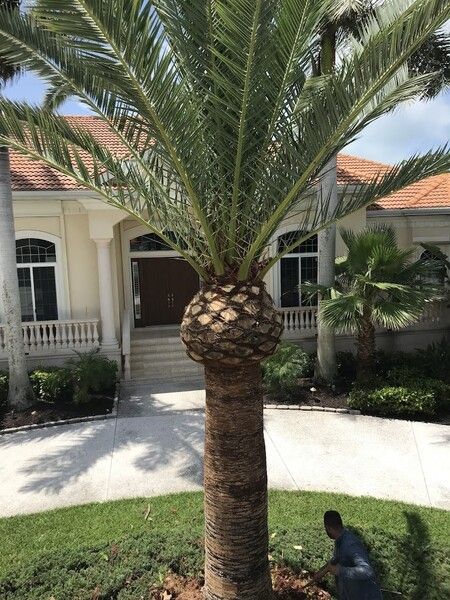 Pruning and Trimming Services in Siesta Key, FL (1)