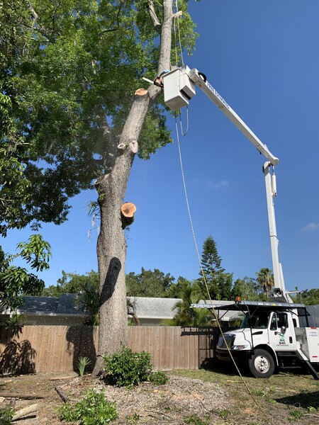 Tree Services in Sarasota, FL (1)