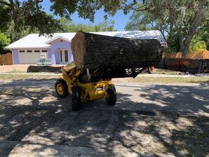 Tree Removal in South Bradenton, FL (1)