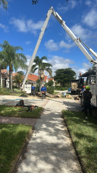 Tree Services in Venice, FL (1)