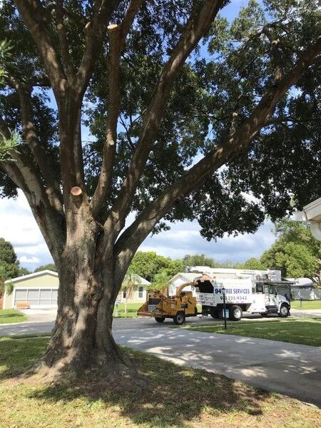 Tree Services in Sarasota, FL (1)