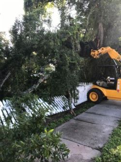 Emergency tree removal by 941 Tree Services LLC