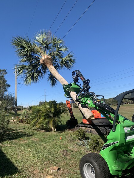 Tree Services in North Port, FL (1)