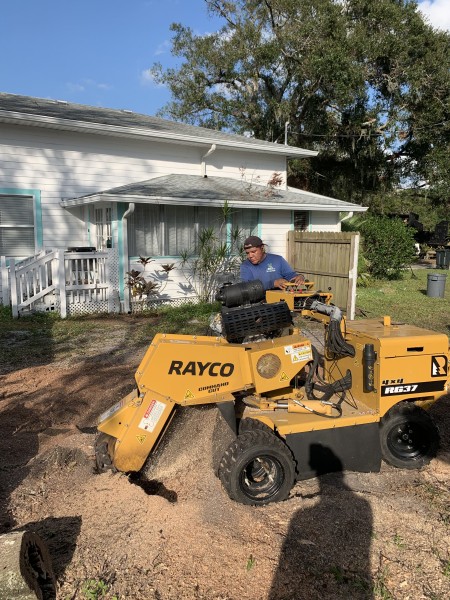 Stump Grinding in Sarasota, FL (1)